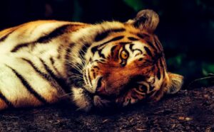 tiger, animal, wildlife