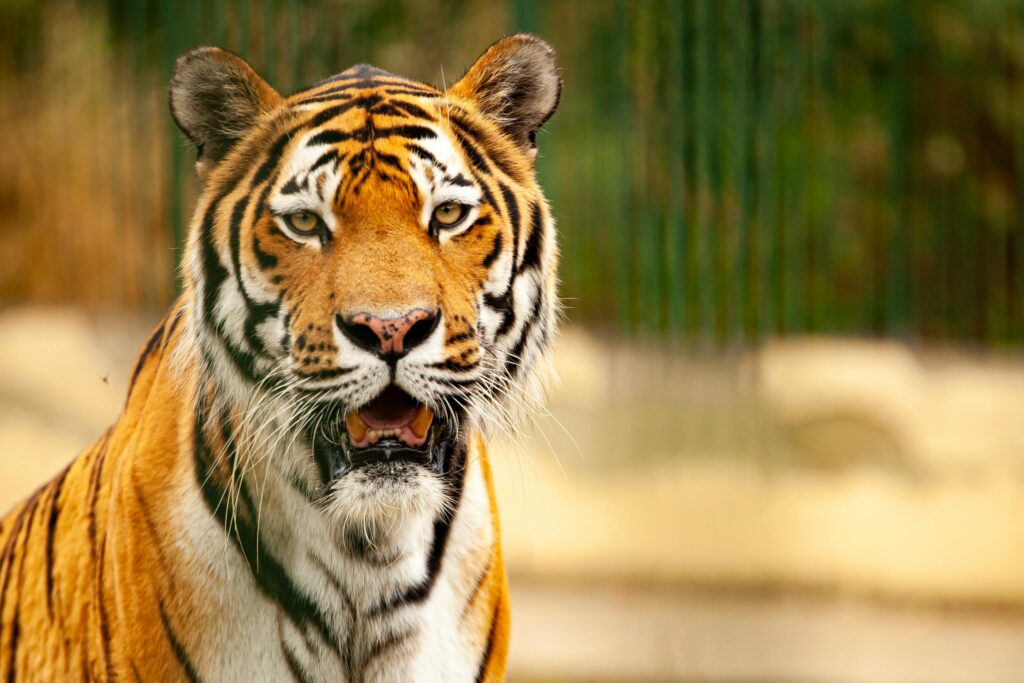 A striking close-up of a tiger in İstanbul Zoo, showcasing its powerful presence.